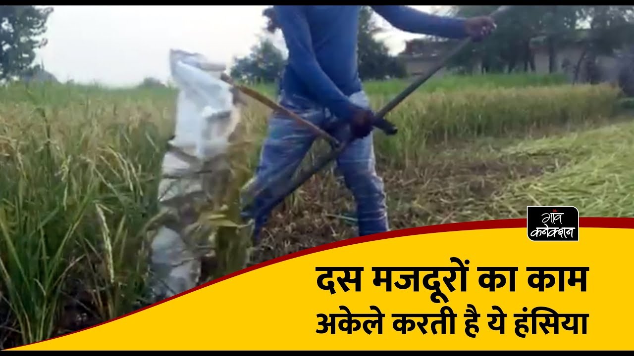 employment news tamilnadu दस मजदूरों का काम अकेले करती है ये हंसिया | Agriculture sickle