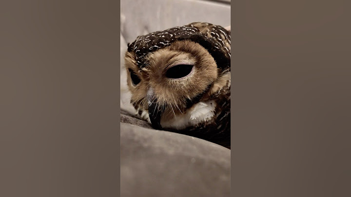 Sometimes... Bibib the Owl can be sad too, you know...🥲😭