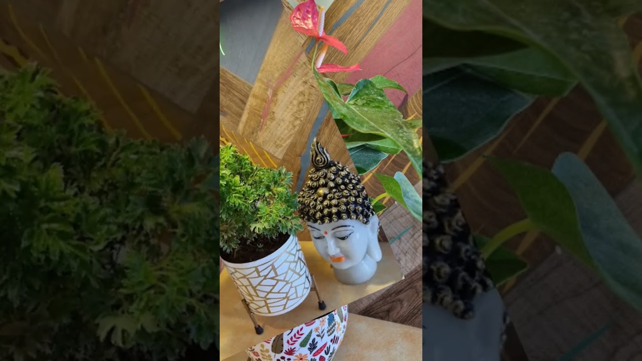 Indoor Ornamental Plants #shorts #plants #indoorplants #decor  #reels #reelsinstagram #shortvideo | Sugi