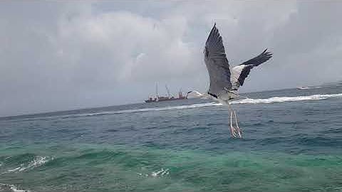 Welcome to DhivehiReefer