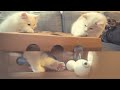 My Kittens Hunt Balls in a Box | The Cat Butler