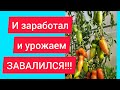 Теплица-Кормилица! 🍅🥒🌶