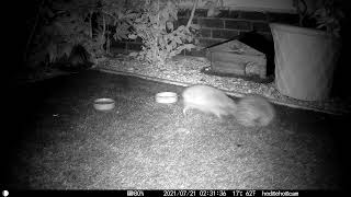 Hedgehogs after Dark - Angry Sonic Speed Hedgehog... Push off We DONT Share food screenshot 4