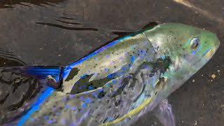 Dragging Oama Technique Catches Omilu Hawaii Fishing