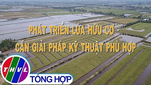 Nông nghiệp bền vững: Phát triển lúa hữu cơ - cần giải pháp kỹ thuật phù hợp