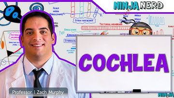 Special Senses | Cochlea: Spiral Organ of Corti