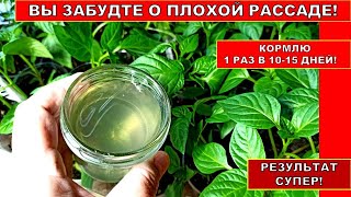 ВЫ ЗАБУДЕТЕ О ПЛОХОЙ РАССАДЕ! ПОДКОРМКА РАССАДЫ ОРГАНОМИНЕРАЛЬНЫМ УДОБРЕНИЕМ