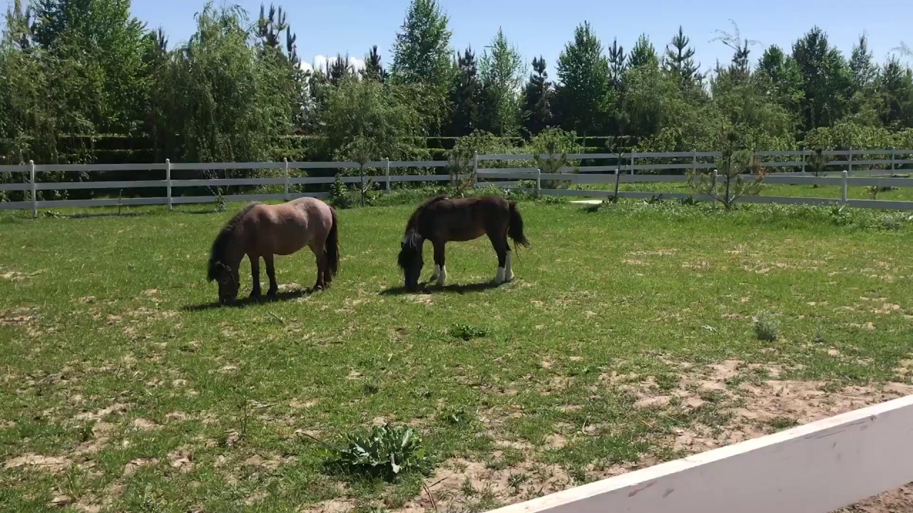 Алиша будет кататься на пони - YouTube