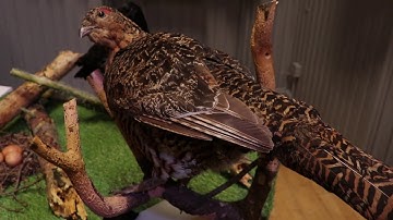 Cairngorms Capercaillie Project Carrbridge Event