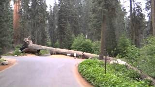 USA Road Trip - Kings Canyon & Sequoia NP