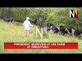 President Museveni At His Farm At Rwakitura