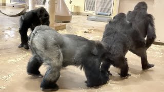 Nene hugs Annie!?　Featuring Nene⭐51 years old, the oldest gorilla in Japan