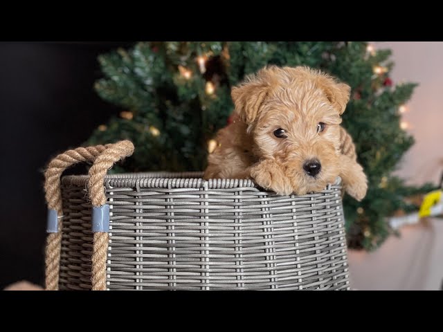 June Johnny 11 12 22 Lakeland Terrier puppies 7 weeks old blue