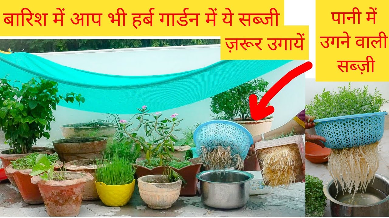 जानिए मेरे हर्ब गार्डन में मैनें कौन से नये पौधे-सब्जी उगायी।Herb Garden Tour Part-4 kitchen kavanoz