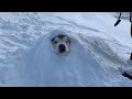 WE BURIED PHIL | SNOW DOG SNOWED UNDER