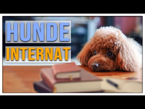 Video: Internate für Hunde