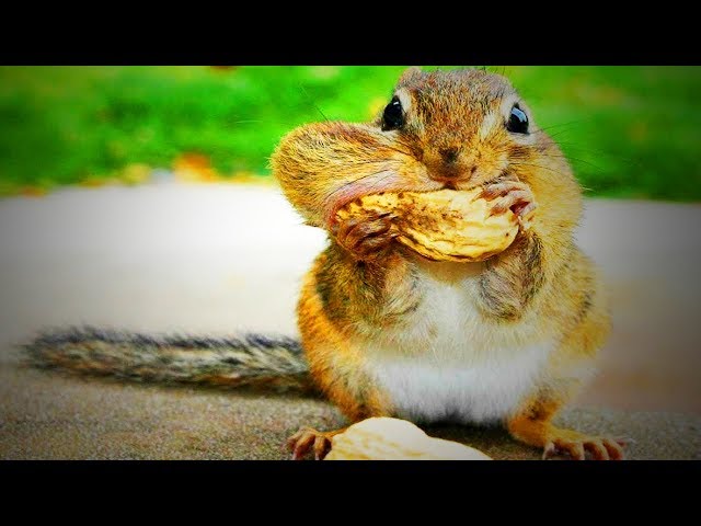 Funny Squirrels  Cute Squirrels Playing (Full) [Funny Pets]