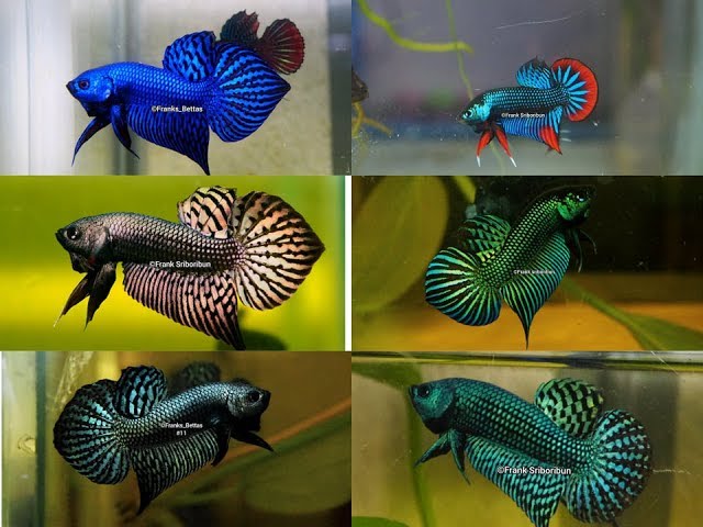 Wild betta Compilation of the most beautiful types by Franksbettas class=