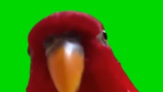 Red bird meme green screen