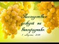 Виноградник.последствия дождей. "Vineyrd"