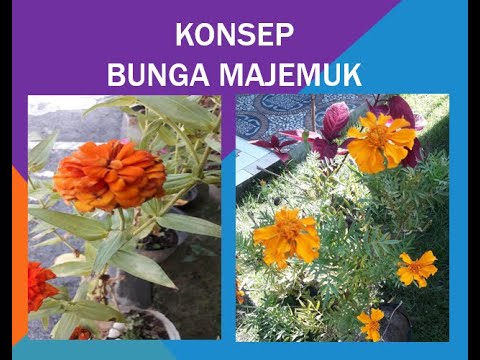 Bunga Majemuk,  Konsep, Rumus  dan Contoh