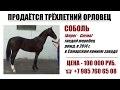 Продаётся орловский жеребец СОБОЛЬ