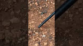 víbora en las nueces increíble Castilla la Mancha España