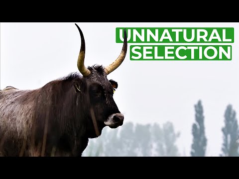 Unnatural Selection - How Humans Are Changing Evolution | Free Documentary Nature