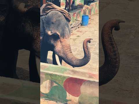 Elephant follow Rajinikanth style👌👌👌👌👌👍👍👏👏❤️