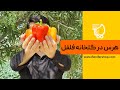 هرس بوته فلفل دلمه چطوره از زبان کشاورز حرفه ای بشنوید 