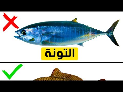 فيديو: لماذا يقفز الماكريل من الماء؟