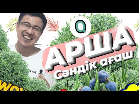 Бейне: Қылқан жапырақты сәндік ағаштар