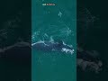The Fight of Whales for Food in a Warming World #science #research #biology #whale