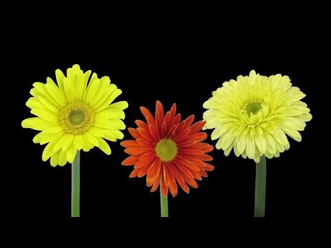 A Daisy's Journey: Full Bloom Timelapse In Ultra HD
