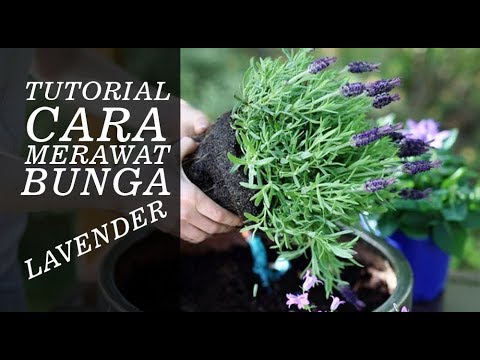 Cara merawat tanaman lavender ASLI, Kalau yang palsu ENGGA TAU