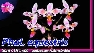 Phalaenopsis equestris peloric orchid with 3 lips bloming  2020