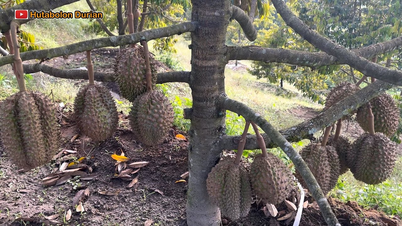 Durian Bintana ||Durian Premium ||Kebun Hutabolon Durian