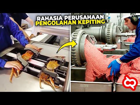 Video: Kepiting Terbuat Dari Apa?
