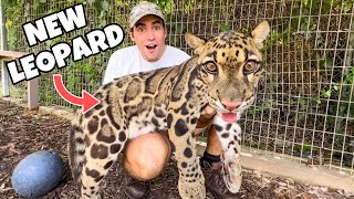 Meet Our New Leopard Friend ! Where Is He From ?!