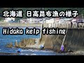 北海道 日高昆布の漁 Hidaka kelp fishing.