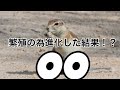 繁殖の為オスが進化した部位がー!残念すぎる!! 動物雑学 ケープアラジリス