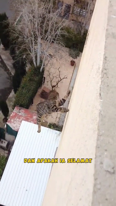 Kucing yang terjatuh dari gedung tinggi #kucing #hewan #lucu #rescue