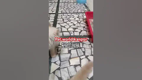 Watch the video about Blue eyes persian cats in kanpur#petshop #kanpur #lucknow #utubeshorts #persiancat #kitten #utube