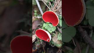 Scarlet Elfcup Mushrooms