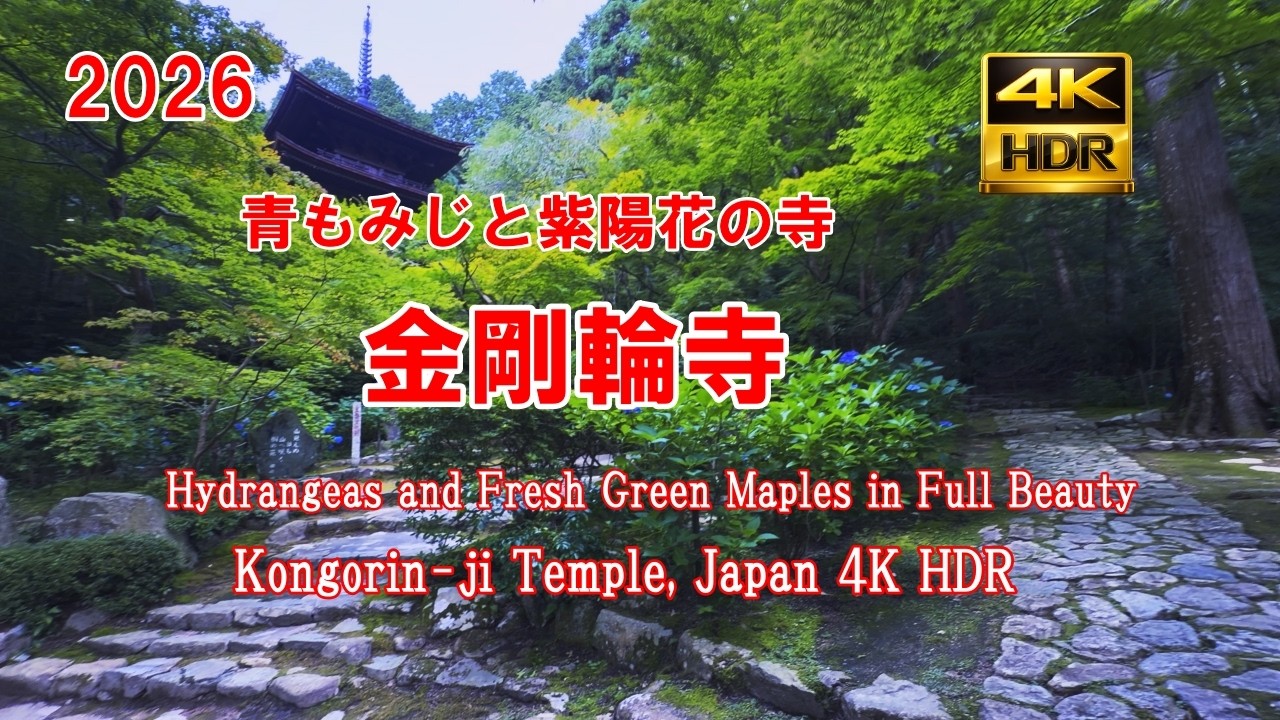京 蓮叶 2026青もみじと紫陽花の寺 金剛輪寺 Hydrangeas and Fresh Green