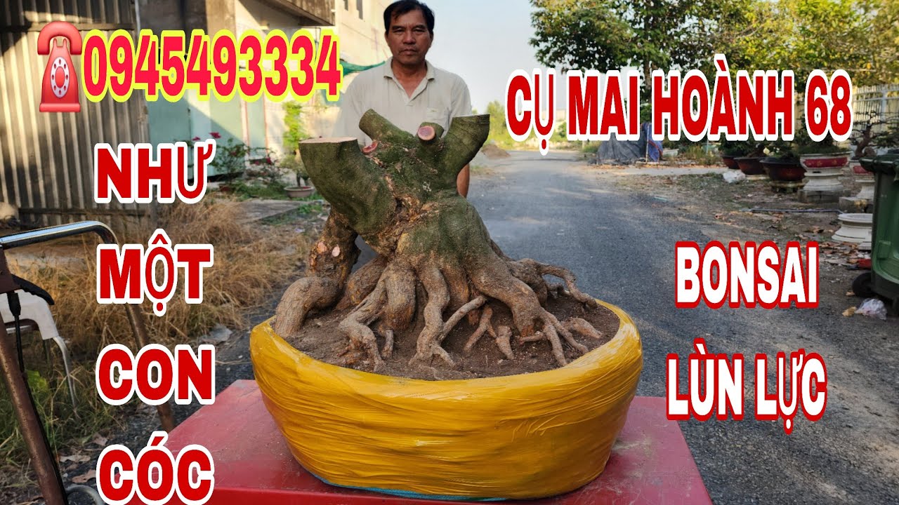 ☎ ÚT,0945493334 Cụ mai bonsai đại lùn lực 68 hoành 