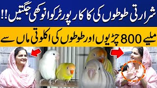 Mother Of 800 Parrots Sparrow Exclusive Interview Kaka Reporter Capital Buzz