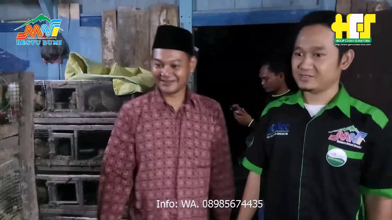 TERNAK PUYUH PALING ANEH, DI DALAM RUMAH KOTORAN TIDAK BERBAU 