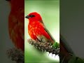 🌿 Peaceful Spring Bird Singing | Nature Lovers #shorts #nature #shortsfeed #wildlife