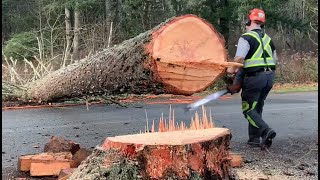 BIG DYING TREE  gets cuts down across  main road